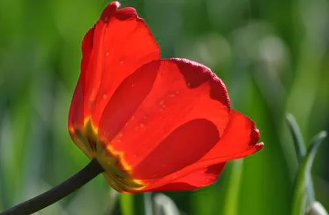 Red tulip Stock Photos