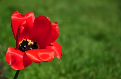 Red tulip Stock Photos