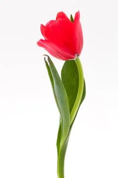 Red tulip Stock Photos