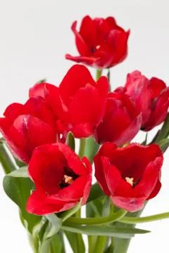 Red tulip Stock Photos