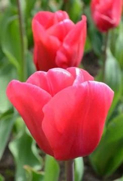 Red tulip Stock Photos