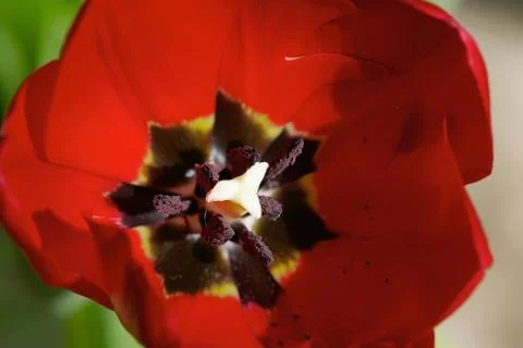 Red Tulip Stock Photos