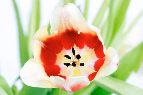 Red tulip Stock Photos