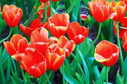 Red tulip Stock Photos