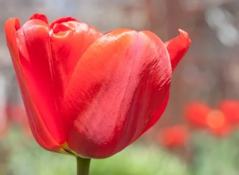 Red tulip Stock Photos