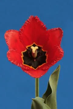 Red tulip 스톡 사진