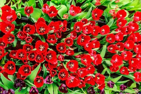 Red tulip Stock Photos