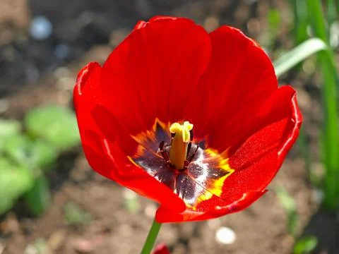 Red tulip. Stock Photos