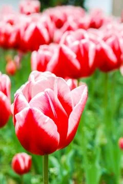Red tulip Stock Photos