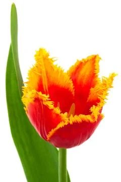 Red tulip Foto stock