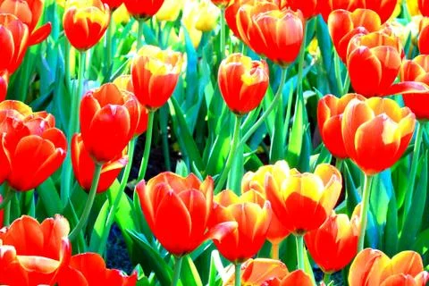 Red tulip 스톡 사진