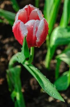 Red tulip Stock Photos