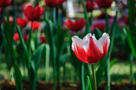 Red tulip Stock Photos