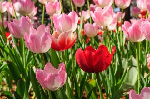 Red tulip Stock Photos