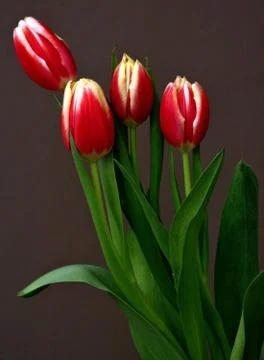 Red tulip Stock Photos
