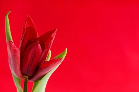 Red tulip Stock Photos
