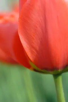 Red Tulip Stock Photos