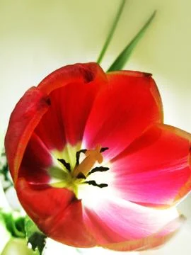 Red tulip Stock Photos