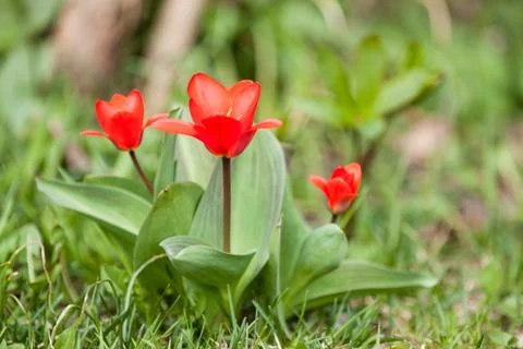 Red tulip Stock Photos