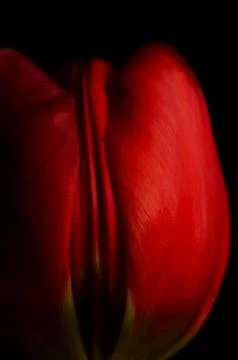 Red tulip Stock Photos