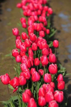 Red tulip Stock Photos