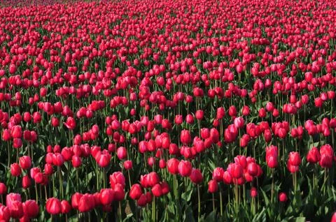 Red tulip Stock Photos