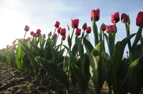 Red tulip Stock Photos