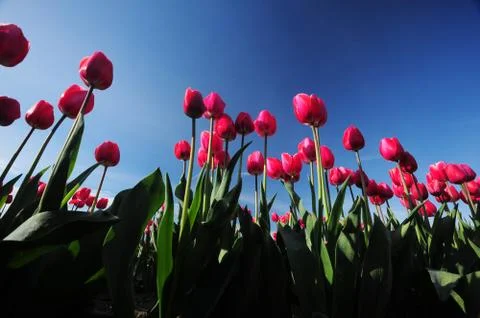 Red tulip Stock Photos