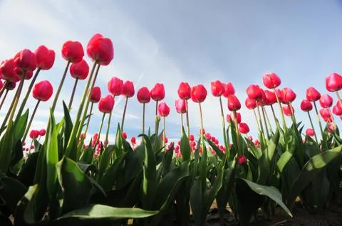 Red tulip Stock Photos