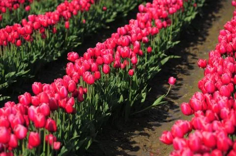 Red tulip Stock Photos