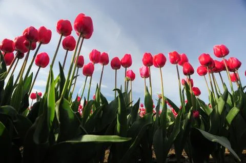 Red tulip Stock Photos