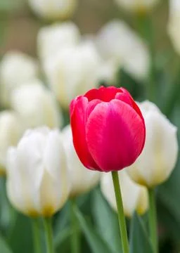 Red tulip Stock Photos