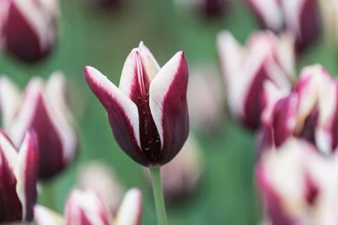 Red tulip Foto stock