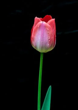 Red tulip Stock Photos