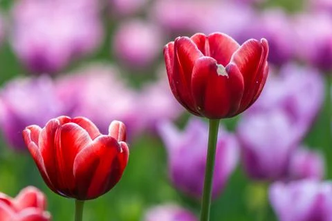Red tulip Stock Photos
