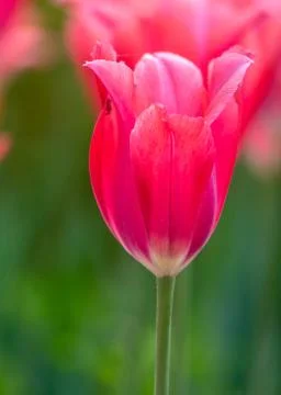 Red tulip Foto stock