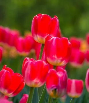 Red tulip Stock Photos