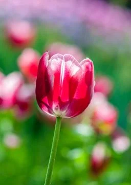 Red tulip Stock Photos