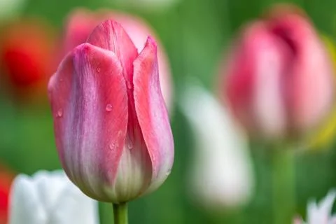Red tulip Stock Photos