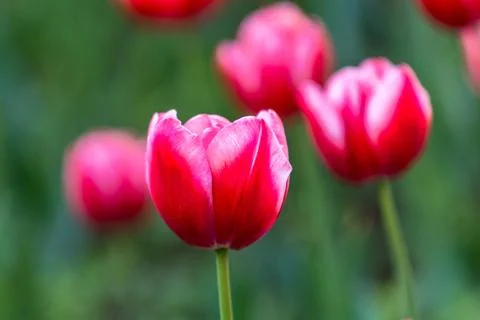 Red tulip Stock Photos