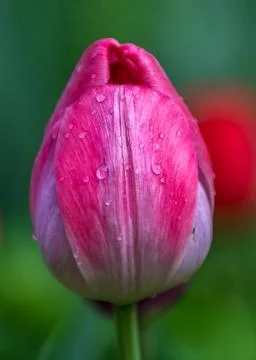Red tulip Stock Photos