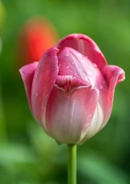 Red tulip Stock Photos