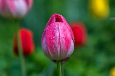 Red tulip Stock Photos