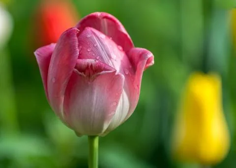 Red tulip Stock Photos