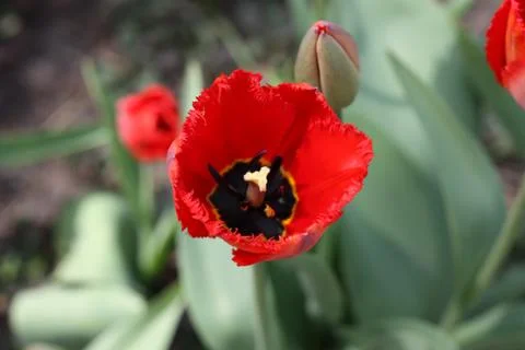 Red tulip Stock Photos