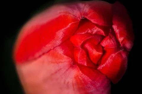 Red tulip Stock Photos