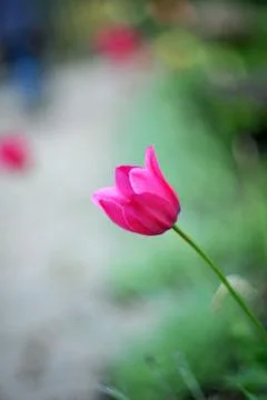 Red tulip Stock Photos
