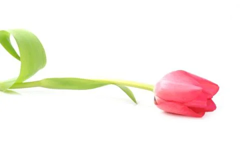 Red tulip Stock Photos