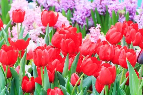 Red tulip Stock Photos