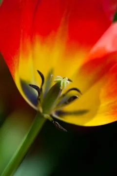 Red tulip Stock Photos